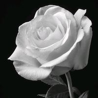 original sound - KhunWhiteRose🌹🤍✨️