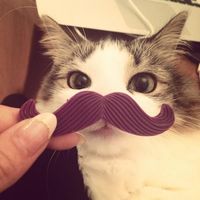 original sound - diau