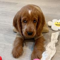 gomgomm_thecocker