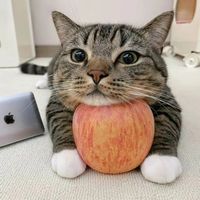 oneuitech