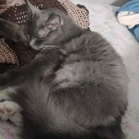 marirodriguesdasneves