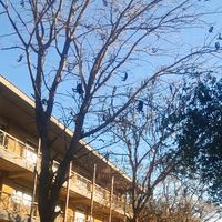 hloni_fbyz
