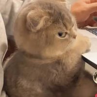 suara asli - Dit____