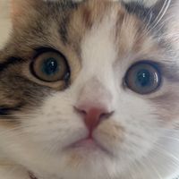 kawaiianzu_