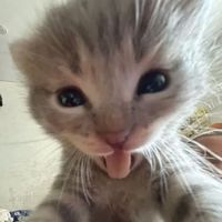 soymoren_o