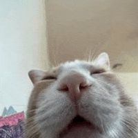 olaf_thich_amap