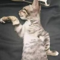 âm thanh gốc - jiji