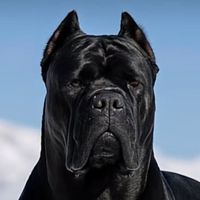 alhouti7777