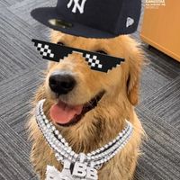 scoobytheretriever