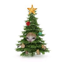 gatitocalabazin