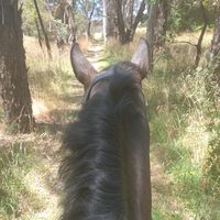 the_horses_and_calai