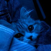 suara asli - RADIANT"AR_official
