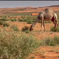 الصوت الأصلي