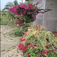 original sound - elizabet.caal24