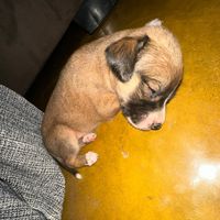 bernardin_nordestino