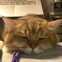 nhạc nền - máy chém long thớii 😼