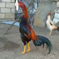 qazi0057