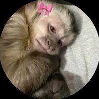 alicesiqueira0505
