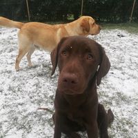 labradorlennoxandsammy
