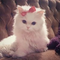 nhạc nền - meryzy6