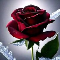 fahema.akter7