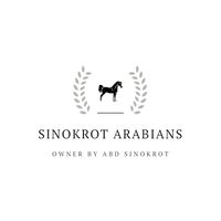 sinokrotarabians