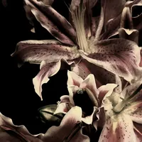 قرارمون یادت نره ..