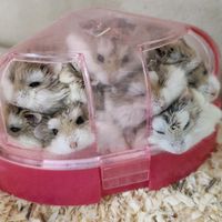 hamsterdake