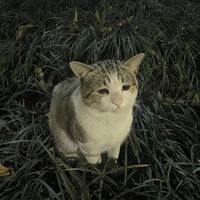 có đâu ai ngờ speed up