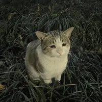 original sound - iam.yourtgb