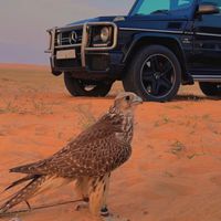 abdullahalanzi6213
