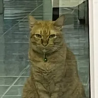 original sound - xxox_99