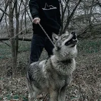 original sound - bberzloy