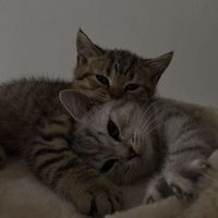 speed дворы ssshhhiiittt