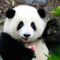 original sound - bamboo