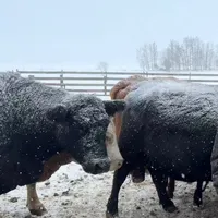 original sound - ajdf4141