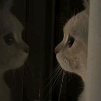 mochi_chimte