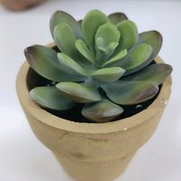 sujipak8