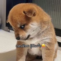 nkaujhmoob9783