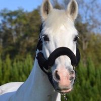ponytos