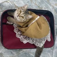 original sound