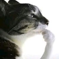 zeno_enz0