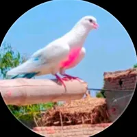 original sound - fareedmj310