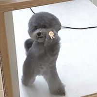 オリジナル楽曲 - やーい、スティッチ