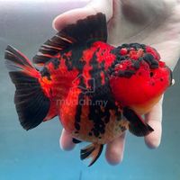 goldfishloversrilanka