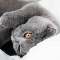 zhukliza1