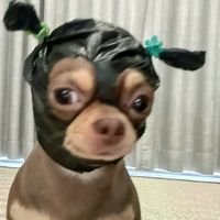 numjix