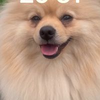 teddypet