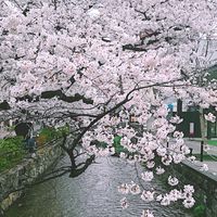 sakura_lion0409