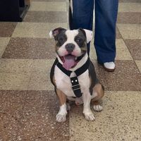 koda_elpitbull